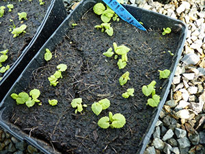Pricking out primulas