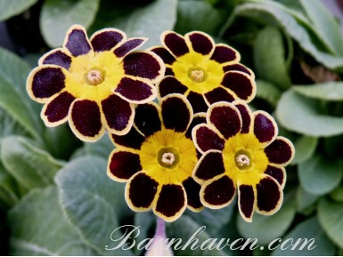GOLD LACED POLYANTHUS