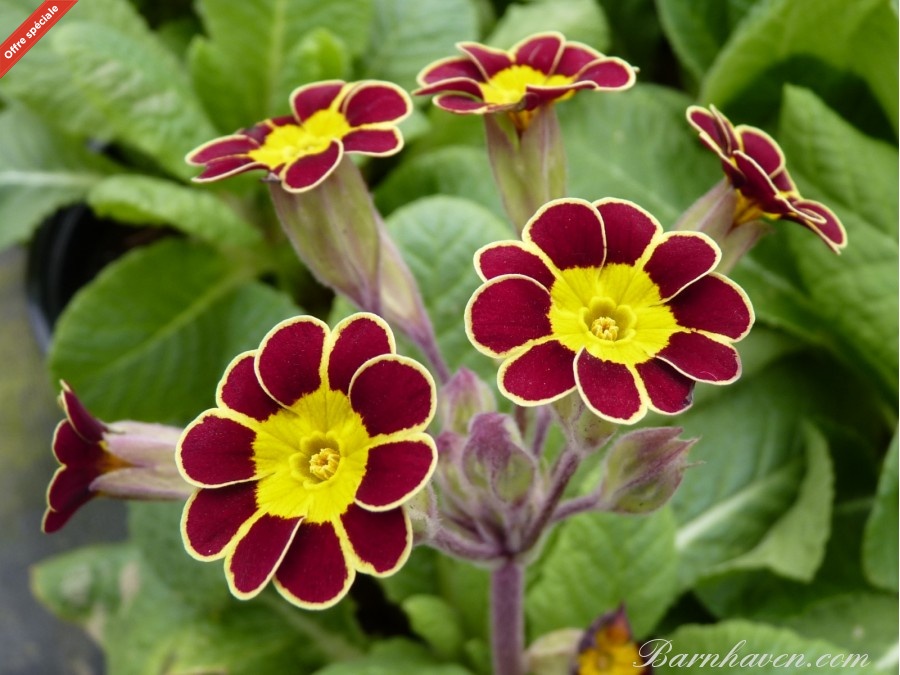 Primula Gold Laced Beeches