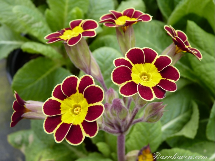 Primula Gold Laced Beeches