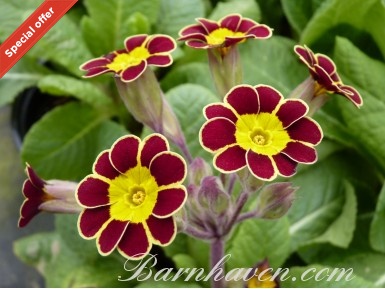 GOLD LACED POLYANTHUS 'Beeches Strain'