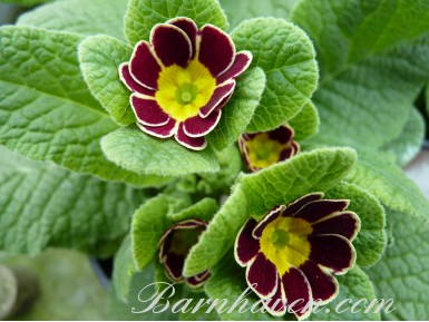 Primula GOLD LACED JACK IN THE GREEN