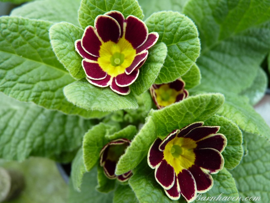 Primula GOLD LACED JACK IN THE GREEN