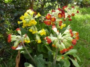 Primula veris 'Coronation cowslips'