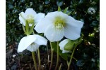 Helleborus x hybridus 'Barnhaven Hybrids' Single White and Cream shades