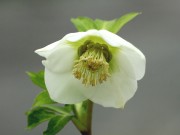 Helleborus x hybridus 'Barnhaven Hybrids' - Single White and Cream strain