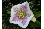 White hellebore pink spotted