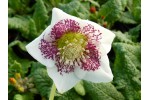 White hellebore pink spotted