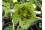 Green spotted Hellebore