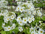 Primula  japonica 'Postford White'