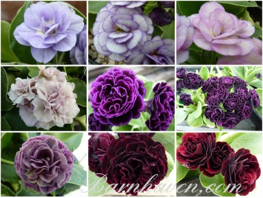 AURICULES DOUBLES DE BARNHAVEN - (rouge, rose, violet)