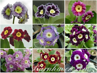 BARNHAVEN BORDER AURICULA seed (reds, pinks, purples)