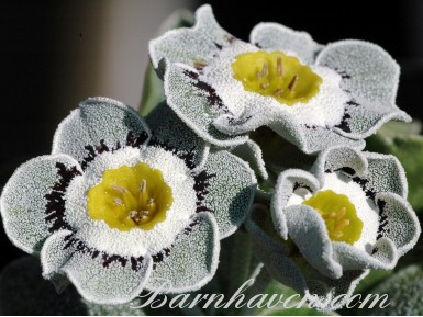 White edged auricula COLBURY