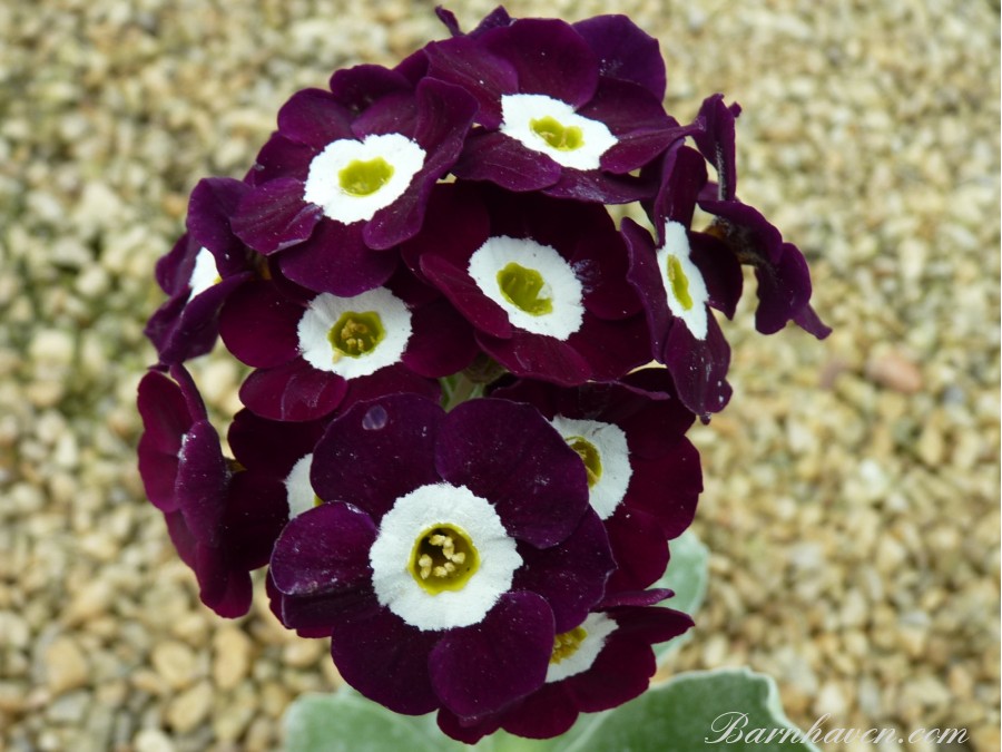 Primula auricula MARTIN LUTHER KING