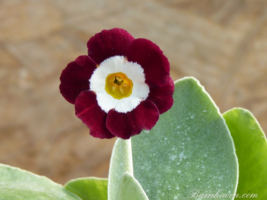 Show self auricula FULLER'S RED