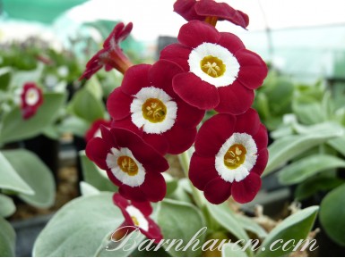 Primula auricula SIMPLY RED