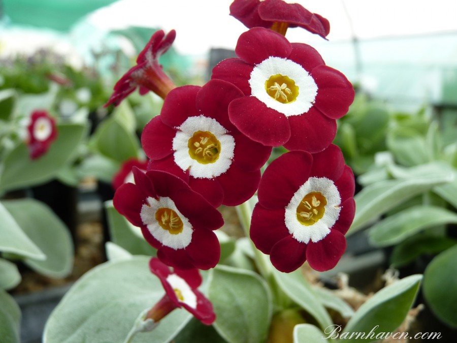 Primula auricula SIMPLY RED
