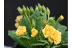 Double primrose SUNSHINE SUSIE