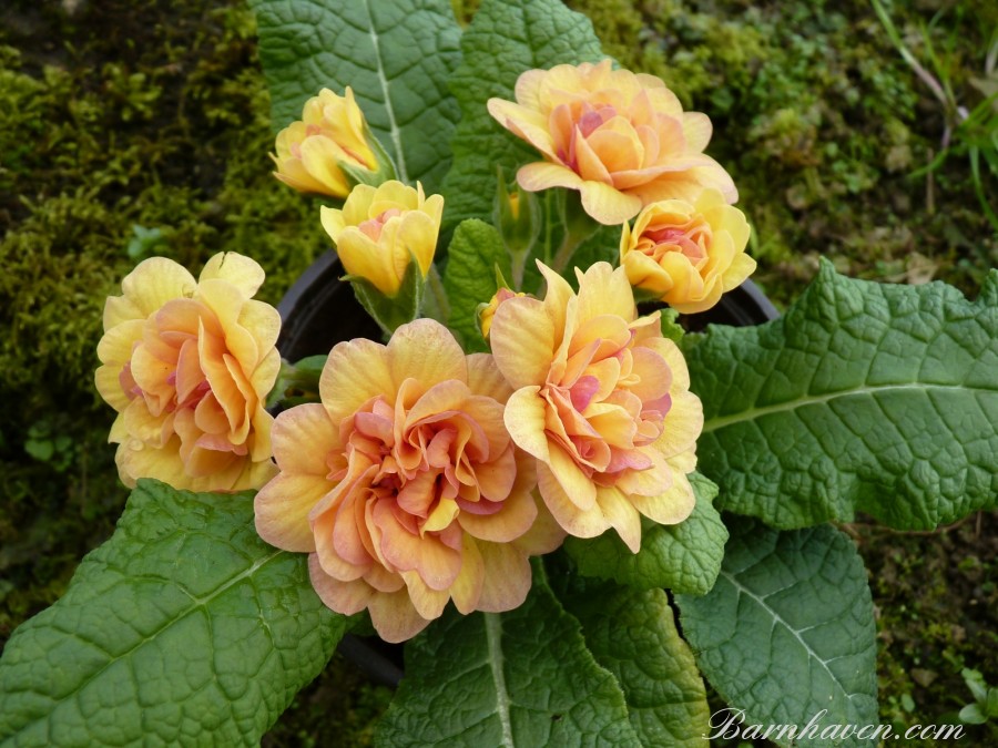 Double primrose SUNSHINE SUSIE