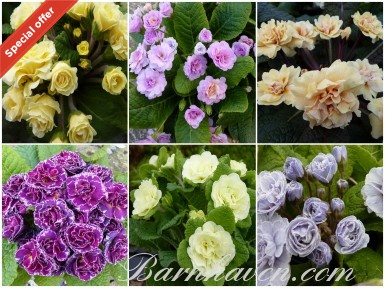 NAMED DOUBLE PRIMROSES Plant collection