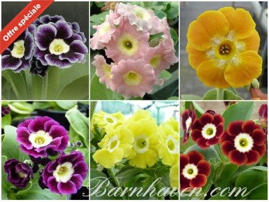 BARNHAVEN BORDER AURICULA - Collection de plantes