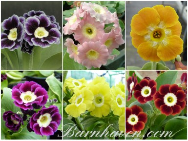 BARNHAVEN BORDER AURICULA - Collection de plantes