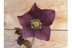 Dark Purple Lenten rose