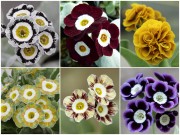 NAMED AURICULAS Plant Collection