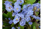 Double primrose BRITTANY BLUE
