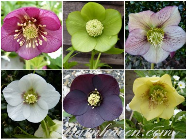 BARNHAVEN HELLEBORE HYBRIDS - Hand-pollinated plant collection - Single forms
