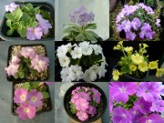 Primula allionii and Primula marginata - Seed selection