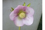 Pink hellebore seed