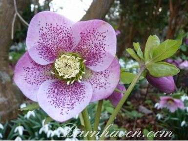 Helleborus x hybridus 'Hybrides de Barnhaven' - Rose Simple