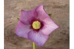 Helleborus x hybridus 'Hybrides de Barnhaven' Rose