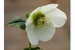 Cream and white Helleborus seed