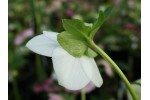 Cream and white Helleborus seed