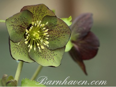 Red and green hellebore