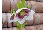 Hellebore White spotted