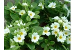 Primula JACK IN THE GREEN - Blanc