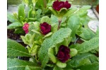 Primula JACK IN THE GREEN - Rouge