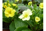 Primula JACK IN THE GREEN - Gelb