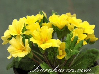 Primula JACK IN THE GREEN - Yellow