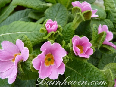 Primula ACK IN THE GREEN - Pinks