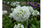 Primula denticulée - blanc