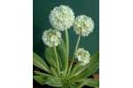 Primula denticulata - weiß