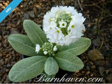 Primula denticulata - weiß