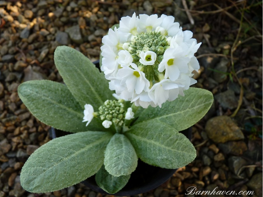 Primula denticulata - white