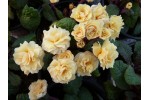 Double primrose GUERNSEY CREAM