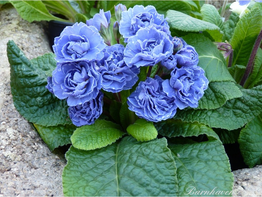 Double primrose BLUE SAPPHIRE