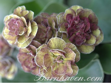 Double auricula LINCOLN MELODY